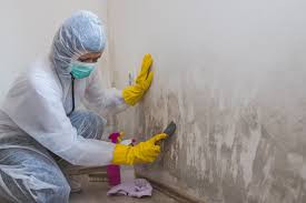 Best Mold Damage Restoration in Tool, TX